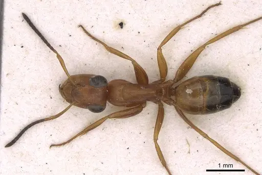 Opisthopsis haddoni - CASENT0906852