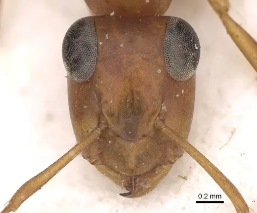 Opisthopsis haddoni - CASENT0906852