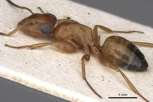 Opisthopsis haddoni - CASENT0906852