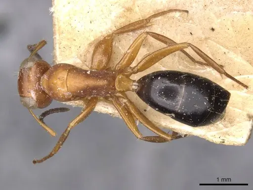 Opisthopsis haddoni - CASENT0909942