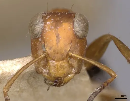 Opisthopsis haddoni - CASENT0909942