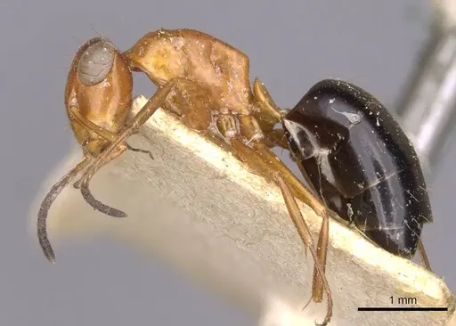 Opisthopsis haddoni - CASENT0909942