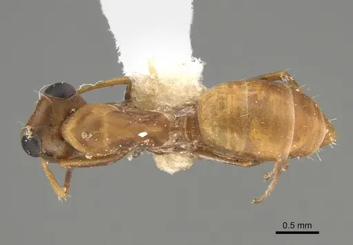 Opisthopsis linnaei specimen