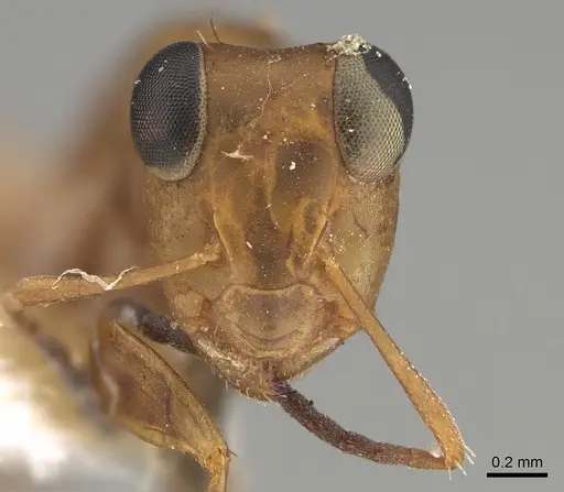 Opisthopsis linnaei specimen