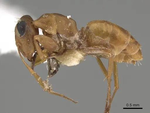 Opisthopsis linnaei specimen