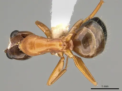 Opisthopsis major specimen