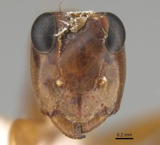 Opisthopsis major specimen