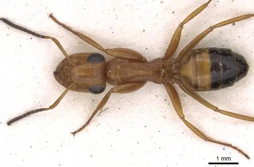 Opisthopsis major - CASENT0906850