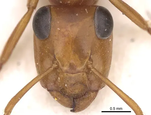 Opisthopsis major - CASENT0906850