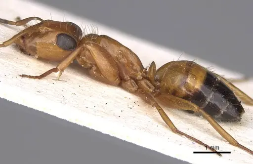 Opisthopsis major - CASENT0906850