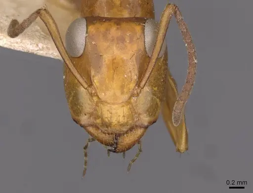 Opisthopsis major - CASENT0909944