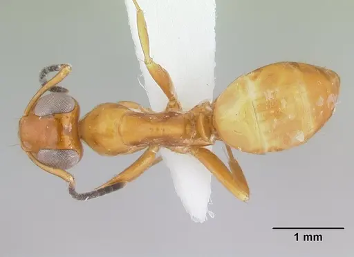 Opisthopsis manni specimen