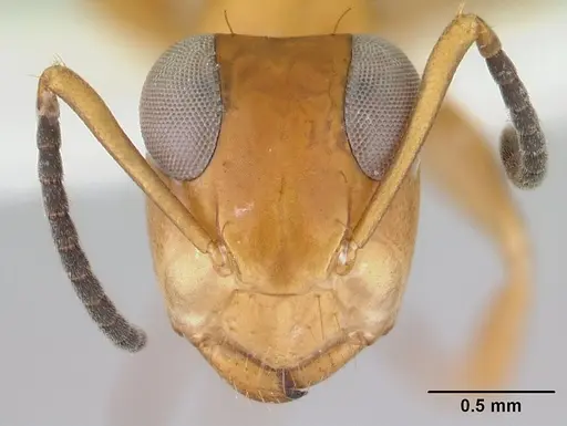 Opisthopsis manni specimen