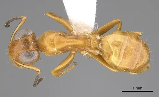 Opisthopsis manni - CASENT0281143