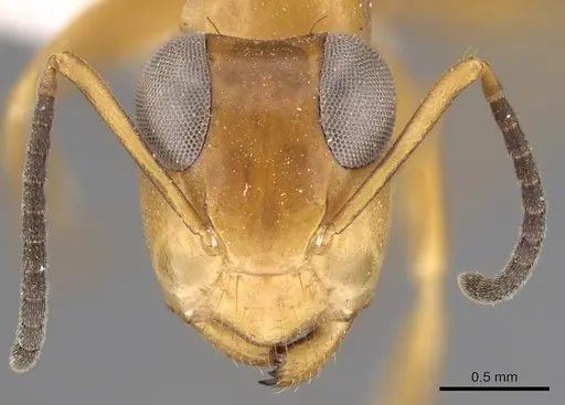 Opisthopsis manni - CASENT0281143