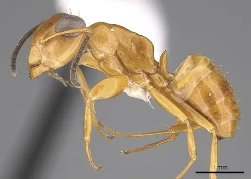 Opisthopsis manni - CASENT0281143