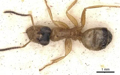 Opisthopsis panops specimen