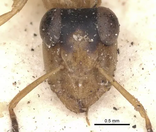 Opisthopsis panops specimen