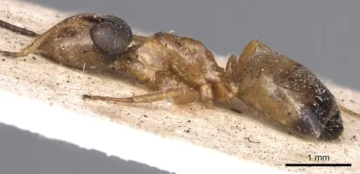 Opisthopsis panops specimen