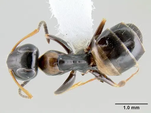 Opisthopsis respiciens specimen