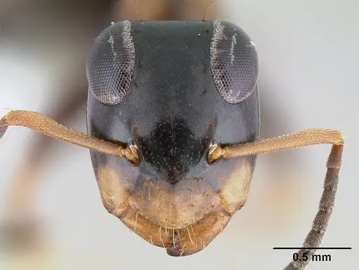 Opisthopsis respiciens specimen