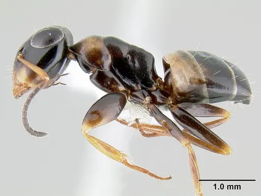 Opisthopsis respiciens specimen
