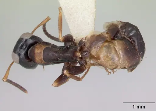 Opisthopsis respiciens - CASENT0173607