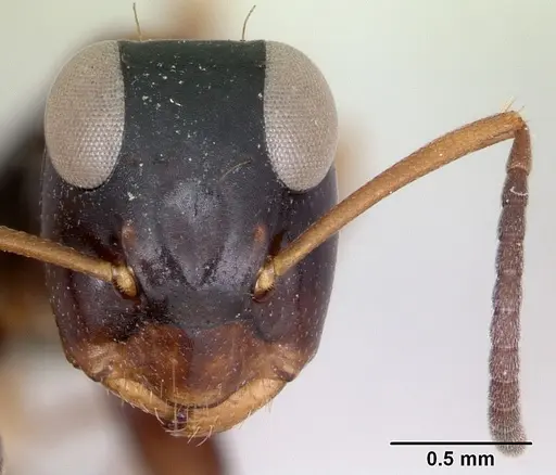 Opisthopsis respiciens - CASENT0173607