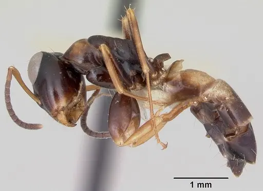 Opisthopsis respiciens - CASENT0173607