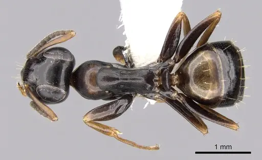 Opisthopsis respiciens - CASENT0281145