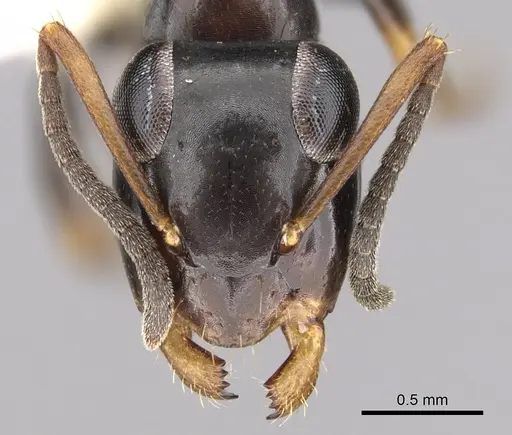 Opisthopsis respiciens - CASENT0281145