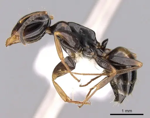 Opisthopsis respiciens - CASENT0281145