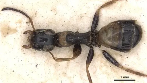 Opisthopsis respiciens - CASENT0901887