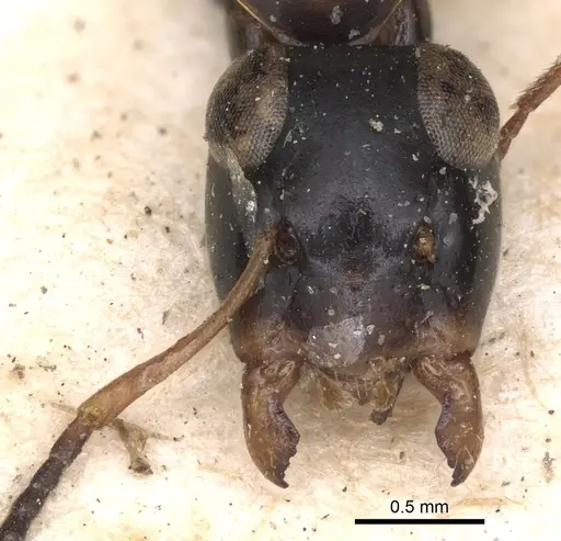 Opisthopsis respiciens - CASENT0901887