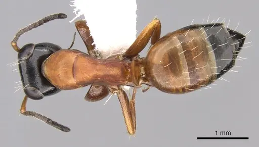 Opisthopsis rufithorax specimen