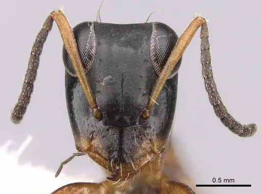 Opisthopsis rufithorax specimen