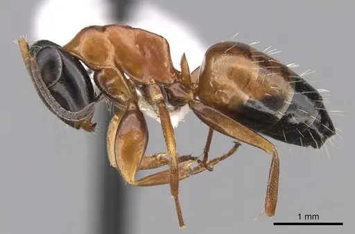 Opisthopsis rufithorax specimen