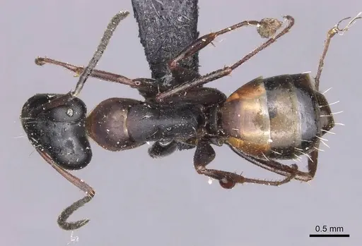 Opisthopsis rufithorax - CASENT0905177