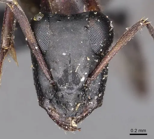 Opisthopsis rufithorax - CASENT0905177