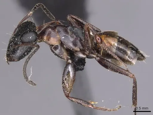 Opisthopsis rufithorax - CASENT0905177