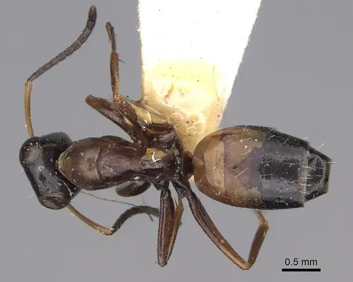 Opisthopsis rufithorax - CASENT0906853