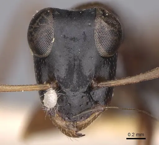 Opisthopsis rufithorax - CASENT0906853