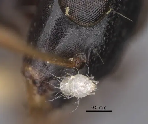 Opisthopsis rufithorax - CASENT0906853