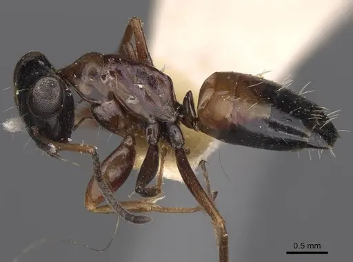 Opisthopsis rufithorax - CASENT0906853