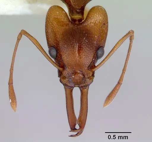 Orectognathus antennatus specimen