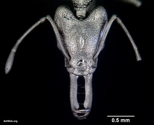 Orectognathus antennatus - CASENT0172361