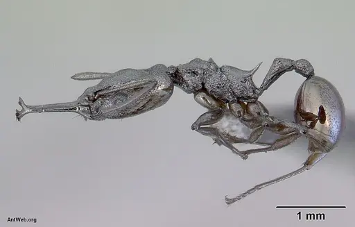 Orectognathus antennatus - CASENT0172361