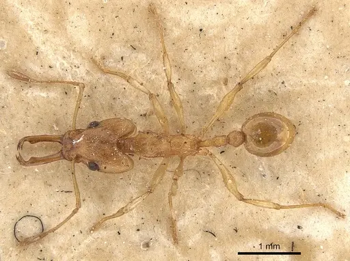 Orectognathus antennatus - CASENT0900011