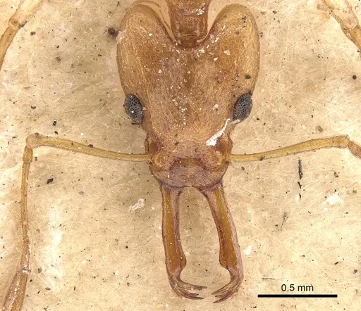 Orectognathus antennatus - CASENT0900011