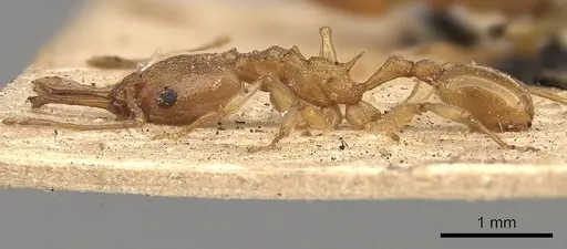 Orectognathus antennatus - CASENT0900011